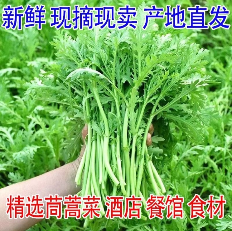 【平台力推】产地直发【诚信经营】保质保量【量大从优】茼蒿