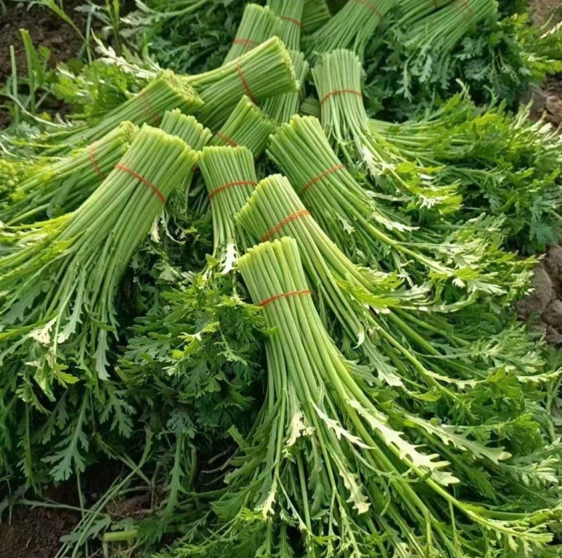 【平台力推】产地直发【诚信经营】保质保量【量大从优】茼蒿