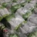 【平台力推】产地直发【诚信经营】保质保量【量大从优】茼蒿