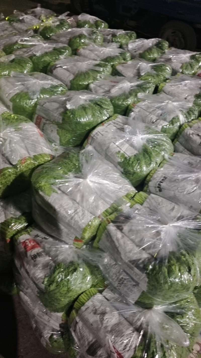 【平台力推】产地直发【诚信经营】保质保量【量大从优】茼蒿
