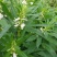 豫芝619白芝麻种子不怕风刮不怕雨可以机收的芝麻种子