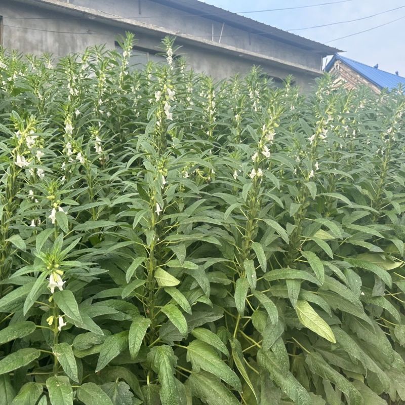 豫芝619白芝麻种子不怕风刮不怕雨可以机收的芝麻种子