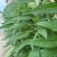豫芝619白芝麻种子不怕风刮不怕雨可以机收的芝麻种子