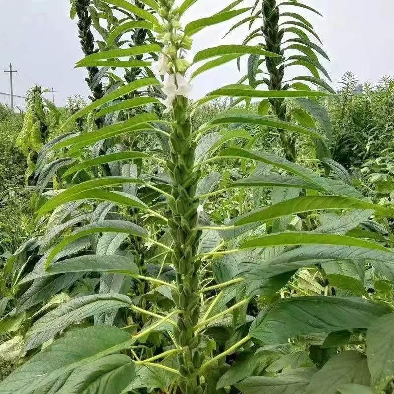 豫芝619白芝麻种子不怕风刮不怕雨可以机收的芝麻种子