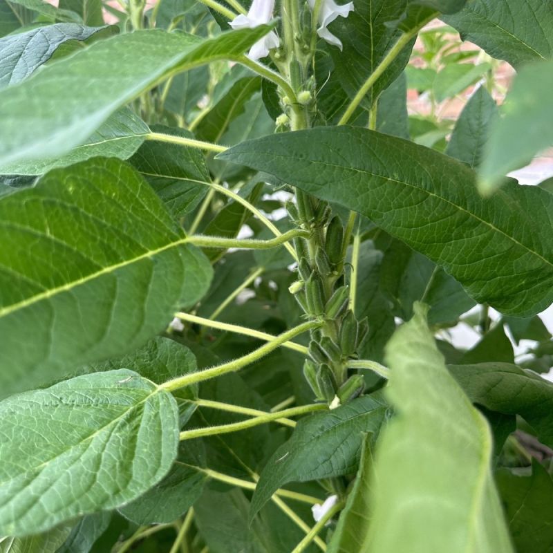 豫芝619白芝麻种子不怕风刮不怕雨可以机收的芝麻种子