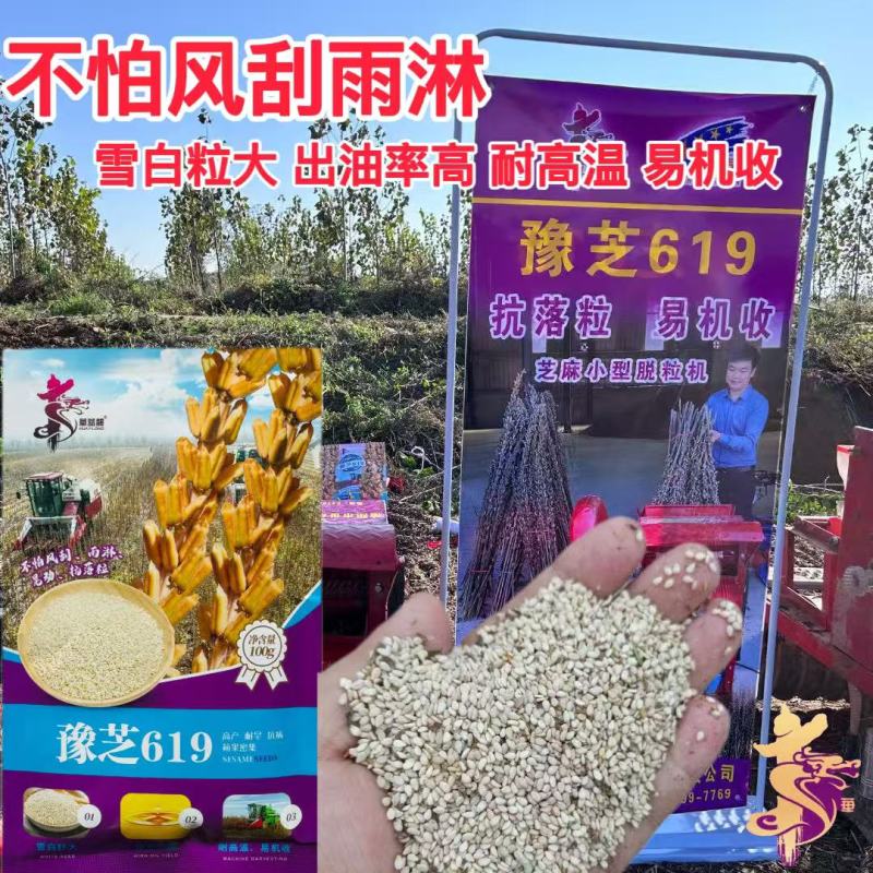 豫芝619白芝麻种子不怕风刮不怕雨可以机收的芝麻种子