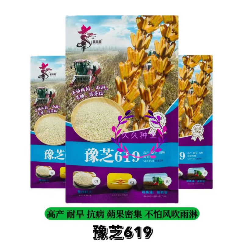 豫芝619白芝麻种子不怕风刮不怕雨可以机收的芝麻种子