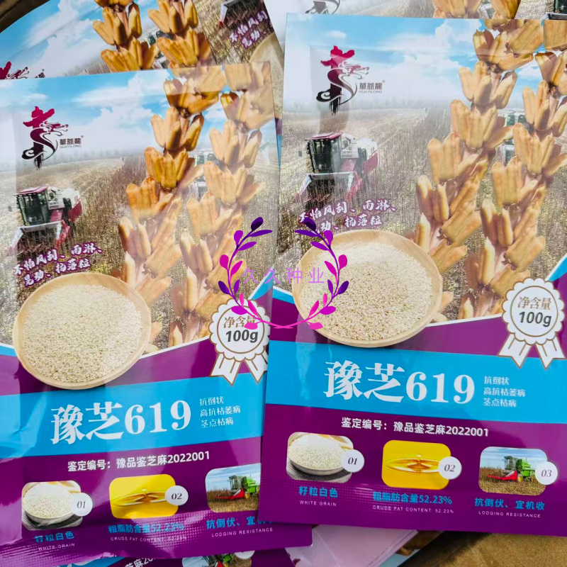豫芝619白芝麻种子不怕风刮不怕雨可以机收的芝麻种子