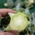 【实力商家】产地直发【诚信经营】保质保量【价格合理】西花