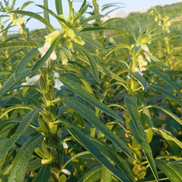 华芝2000白芝麻种子耐高温抗旱抗病易机收出油率高黄杆