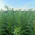 华芝2000白芝麻种子耐高温抗旱抗病易机收出油率高黄杆