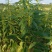 华芝2000白芝麻种子耐高温抗旱抗病易机收出油率高黄杆