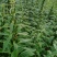 华芝2000白芝麻种子耐高温抗旱抗病易机收出油率高黄杆
