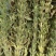 华芝2000白芝麻种子耐高温抗旱抗病易机收出油率高黄杆