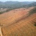 油茶产业基地600亩免费出租