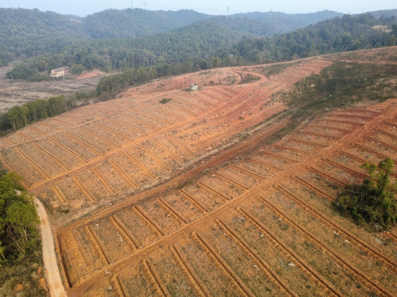 油茶产业基地600亩免费出租