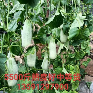 六一甜瓜热卖中，欢迎省内外朋友光临