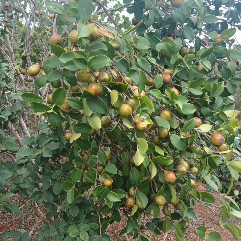 正宗野山小茶子油