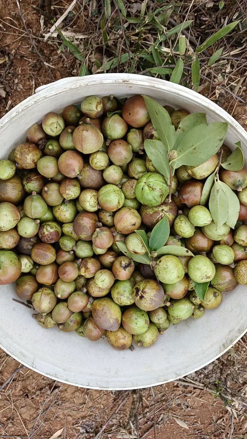正宗野山小茶子油