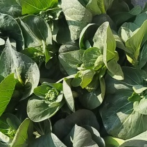 露天青菜苔大量上市欢迎采购可来电咨询