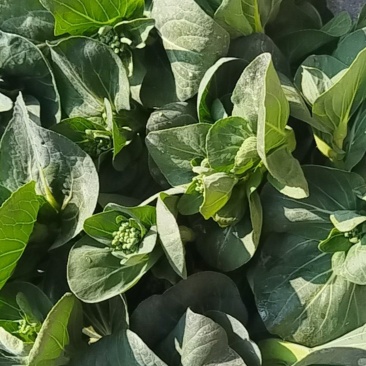 露天青菜苔大量上市欢迎采购可来电咨询