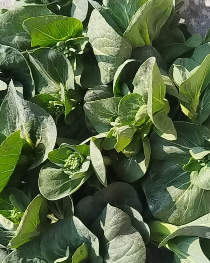 露天青菜苔大量上市欢迎采购可来电咨询
