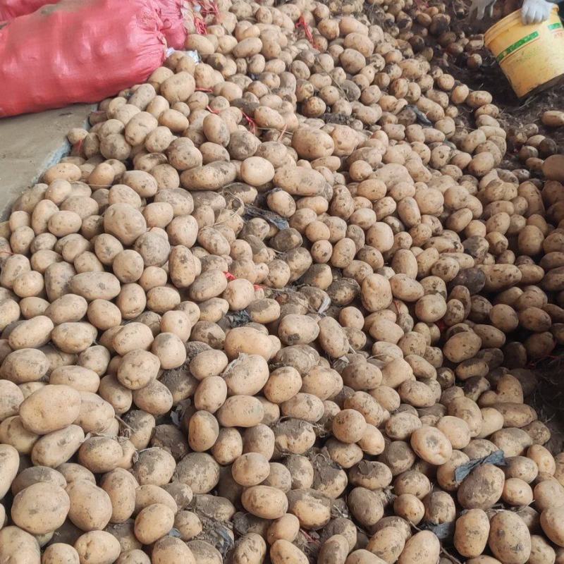 出售冷库黄心土豆，货在山东泰安