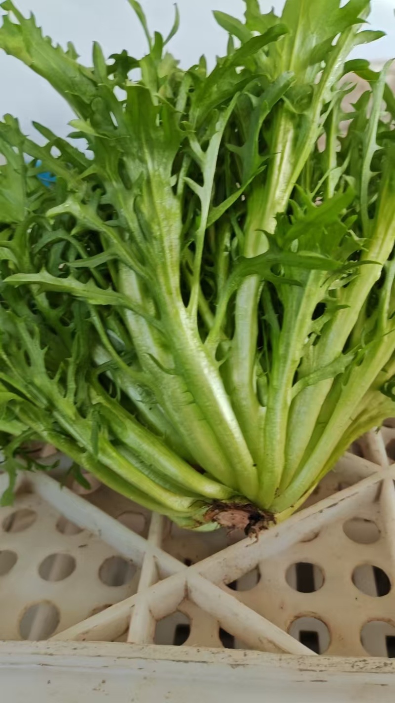 自家种植密刺黄瓜鲜花，干花，汗瓜，荷兰瓜，苦菊有货