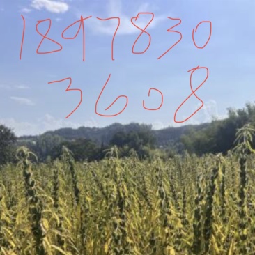 农村爸妈种植白芝麻，炸油！做饼都挺香的