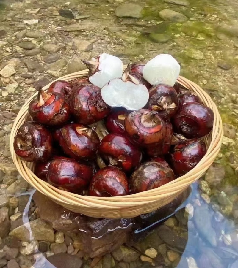 马蹄