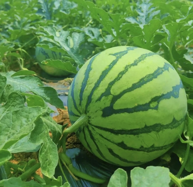 早熟711麒麟西瓜上市时间四月中旬大量上市寻求客商采购