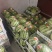 早熟711麒麟西瓜上市时间四月中旬大量上市寻求客商采购