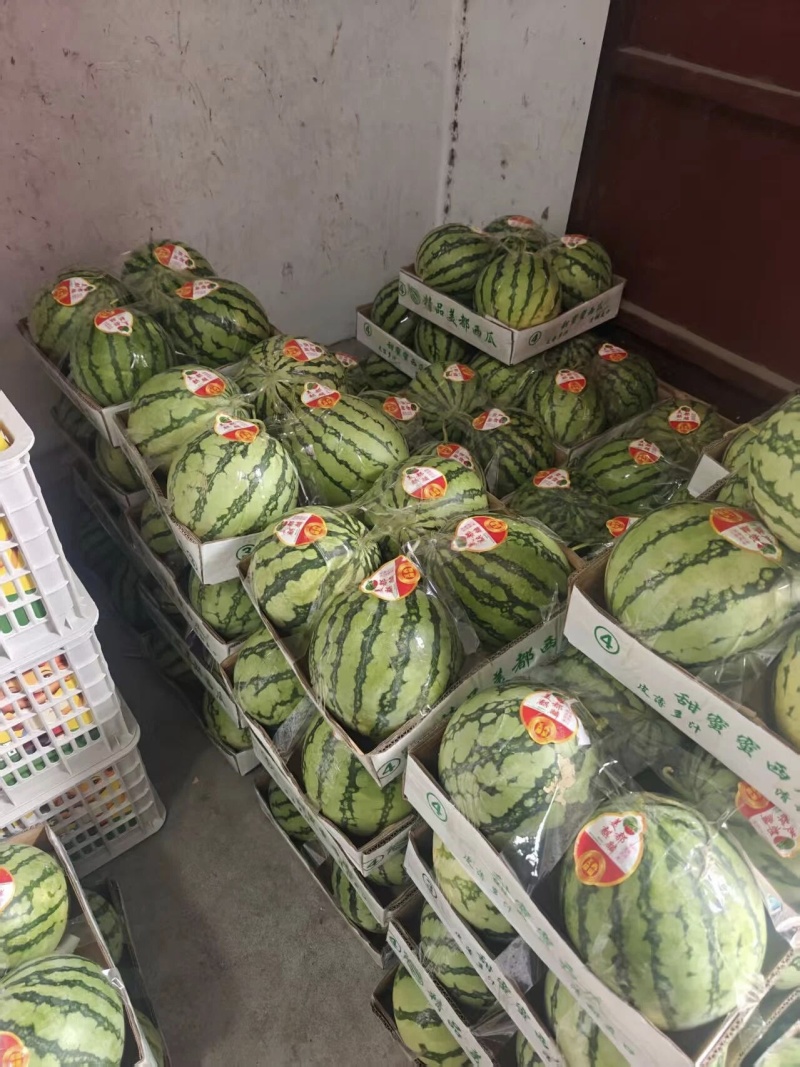 早熟711麒麟西瓜上市时间四月中旬大量上市寻求客商采购