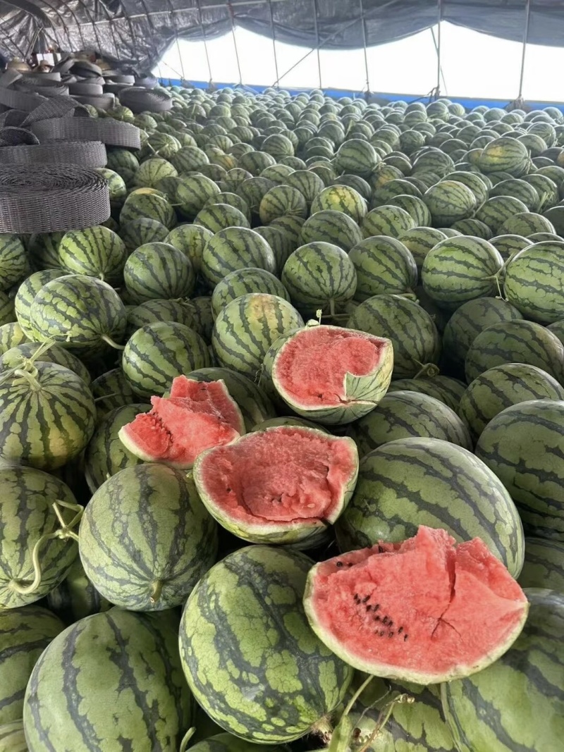 早熟711麒麟西瓜上市时间四月中旬大量上市寻求客商采购