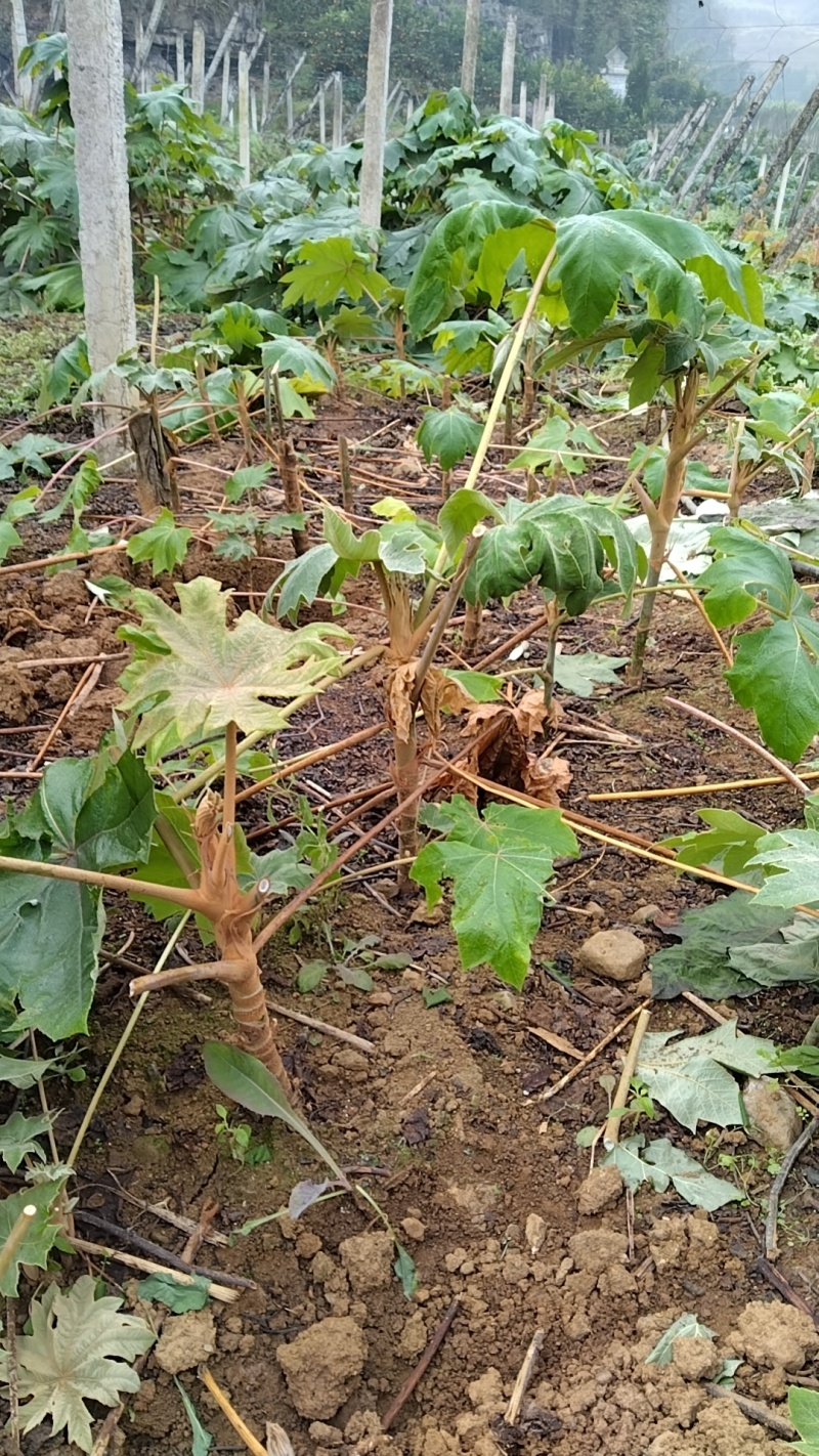 大通草苗通草根