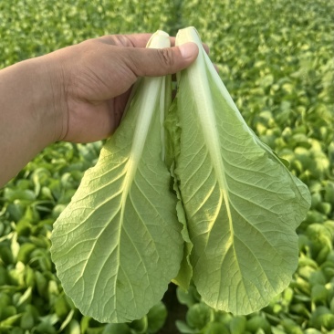 山东曹县快菜大量上市，对接各大电商平台，量大从优！