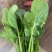 菠菜