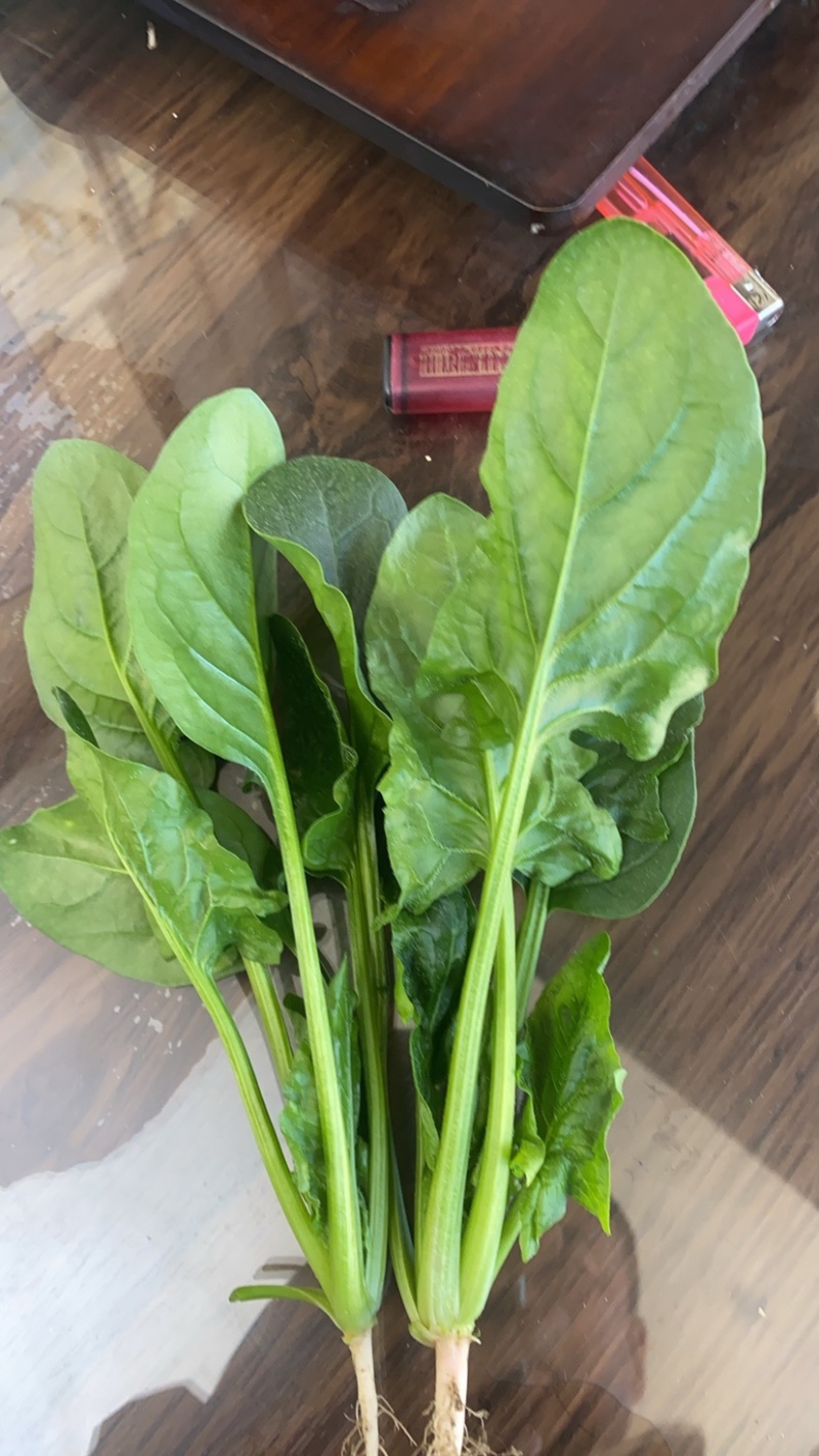 菠菜