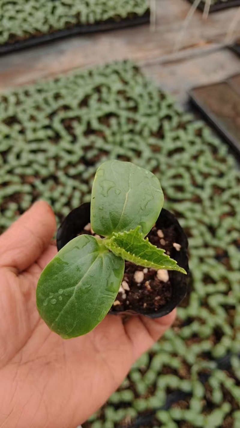 青黄瓜苗/水果黄瓜质量保证货源充足量大从优欢迎咨询