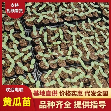 青黄瓜苗/水果黄瓜质量保证货源充足量大从优欢迎咨询