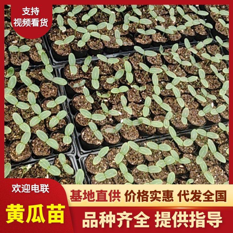青黄瓜苗/水果黄瓜质量保证货源充足量大从优欢迎咨询