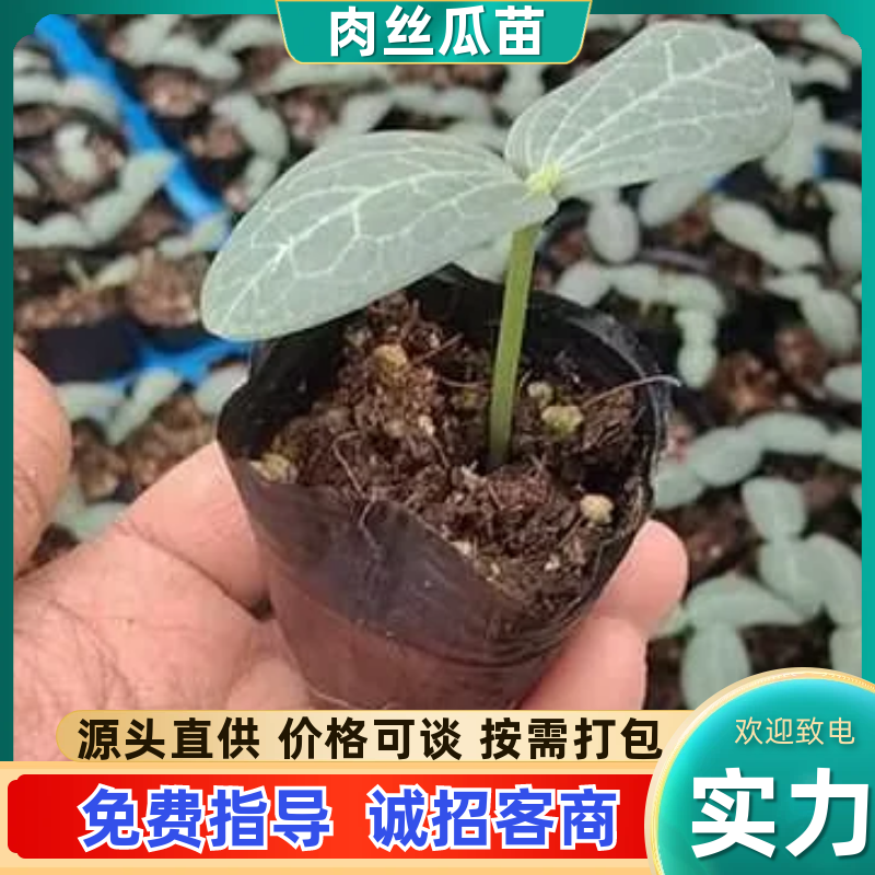 肉丝瓜苗可视频看货质量保证成活率高货源充足欢迎咨询