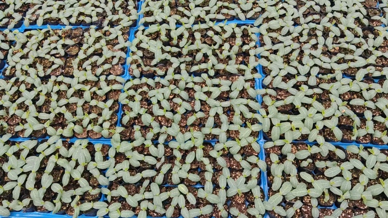 肉丝瓜苗可视频看货质量保证成活率高货源充足欢迎咨询