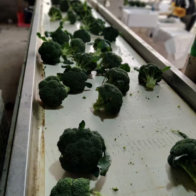 西蓝花芹菜上市中大量有货毛豆