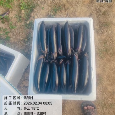茄子黑茄子烧烤茄（黑茄）长茄子产地发货视频看货全国发货