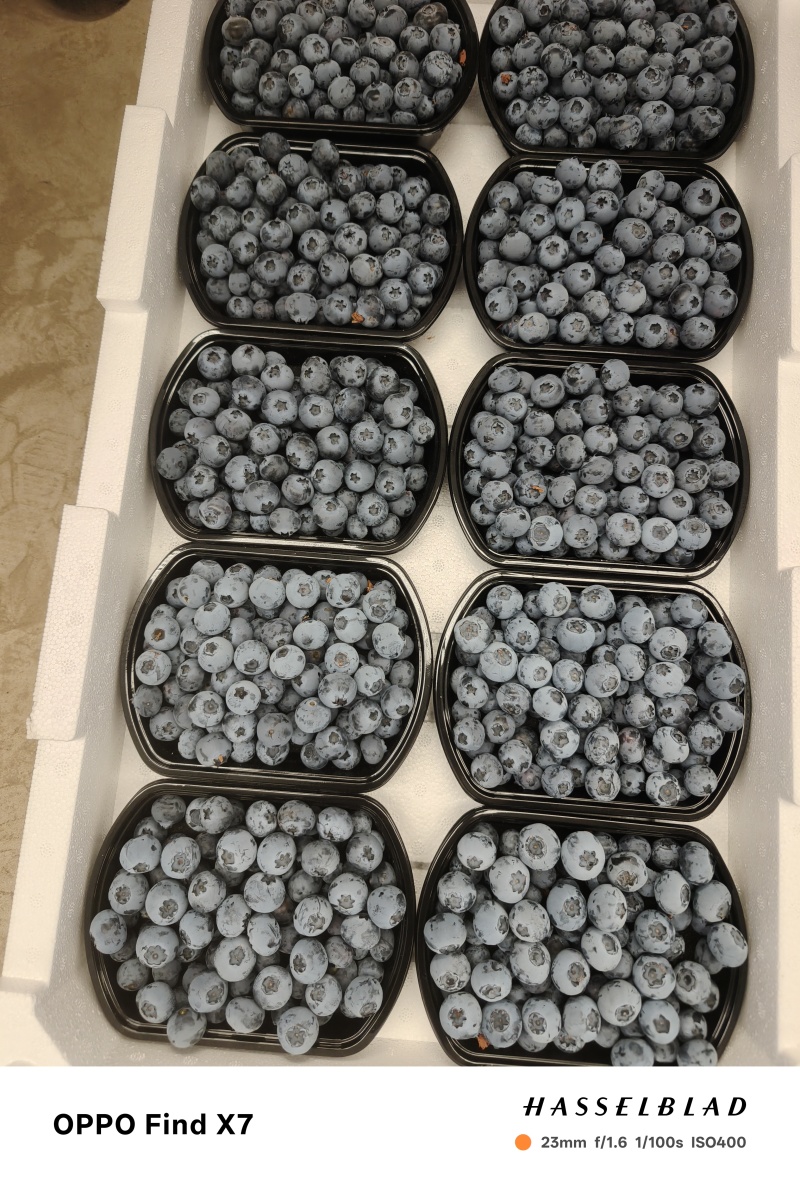 山东莒县优质蓝莓大量上市中