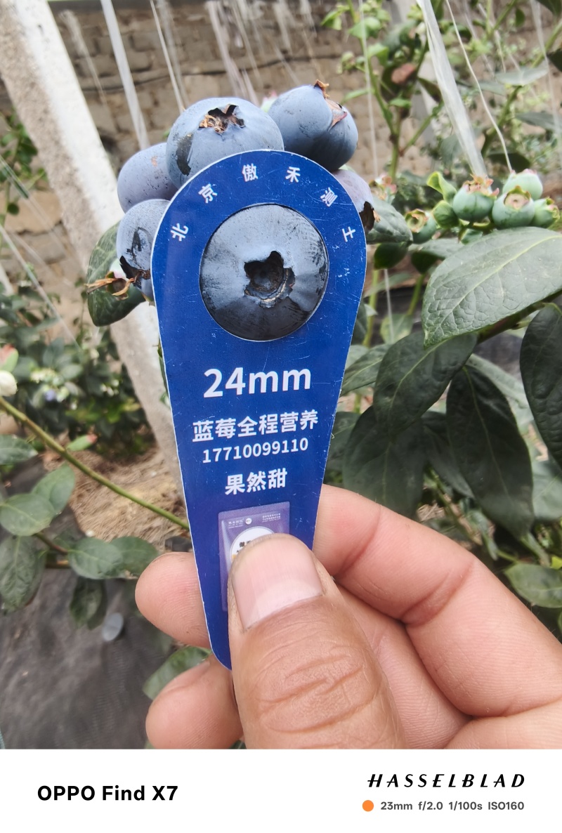 山东莒县优质蓝莓大量上市中
