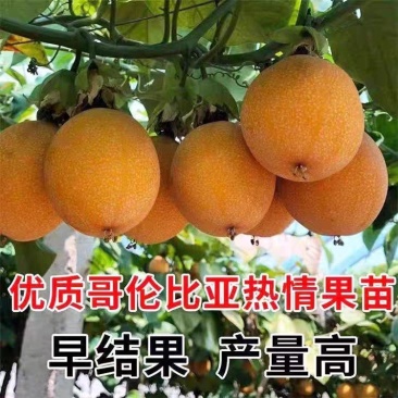 云南纯甜新品种热情果苗正品特大哥伦比亚热情果苗纯正高成活