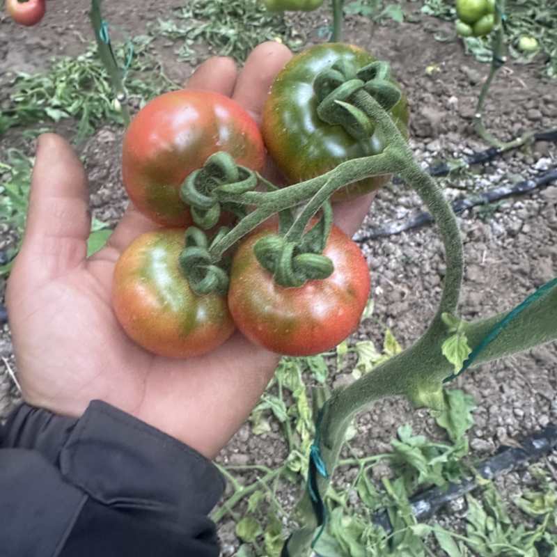 牧心草莓柿子