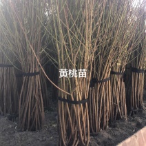 锦绣黄桃树苗